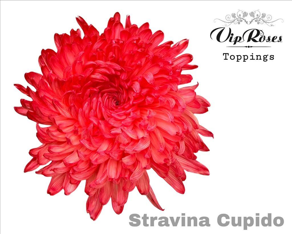 Срезанные цветы оптом Chrys bl paint stravina cupido от 20шт из Голландии с доставкой по России