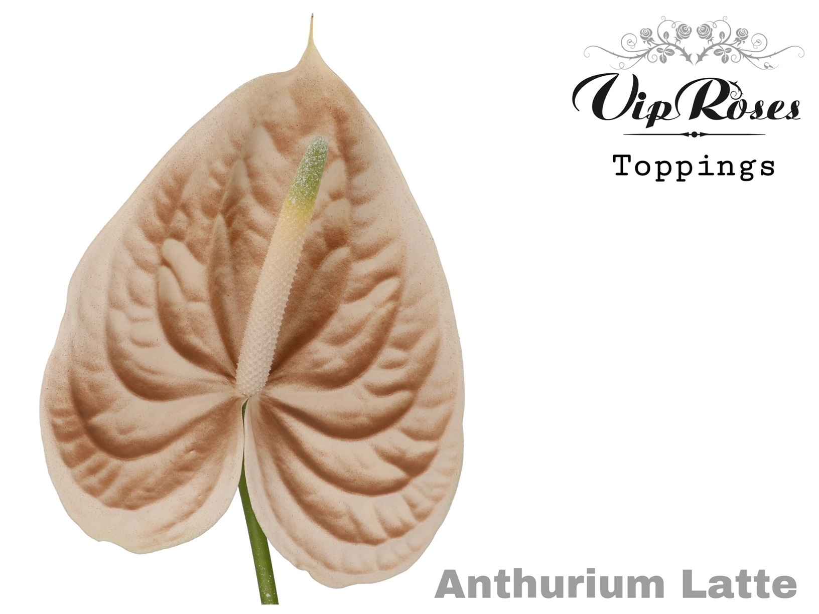 Срезанные цветы оптом Anthurium paint latte от 12шт из Голландии с доставкой по России