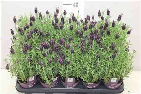 Горшечные цветы и растения оптом Lavandula Stoechas Anouk от 15шт из Голландии с доставкой по России