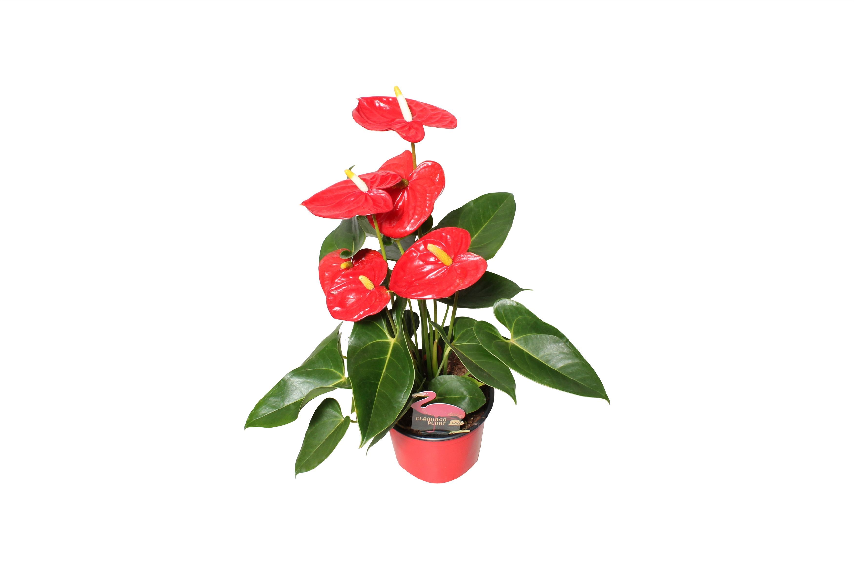 Горшечные цветы и растения оптом Anth An Aloha Red 4+ от 10шт из Голландии с доставкой по России
