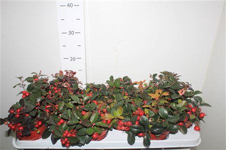 Горшечные цветы и растения оптом Gaulth Ov от 12шт из Голландии с доставкой по России