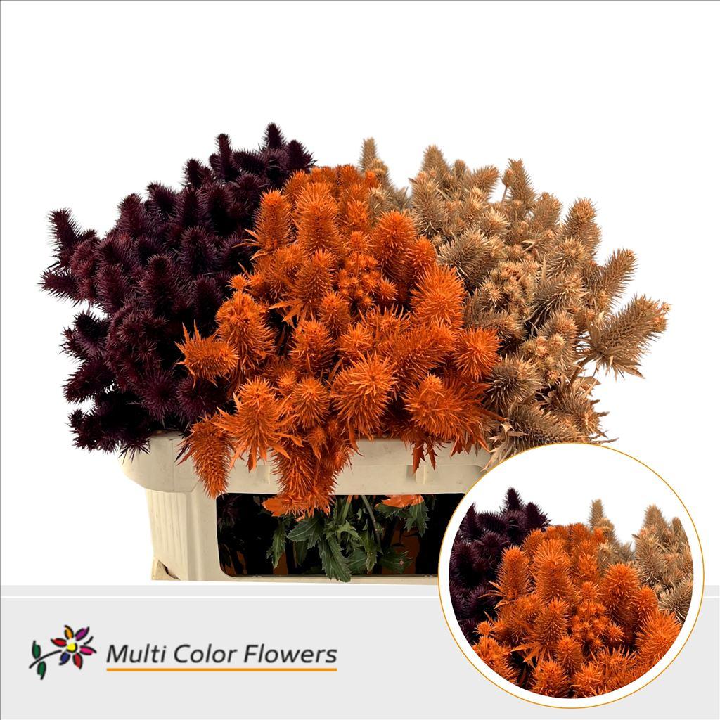 Срезанные цветы оптом Eryngium paint mix autumn от 30шт из Голландии с доставкой по России