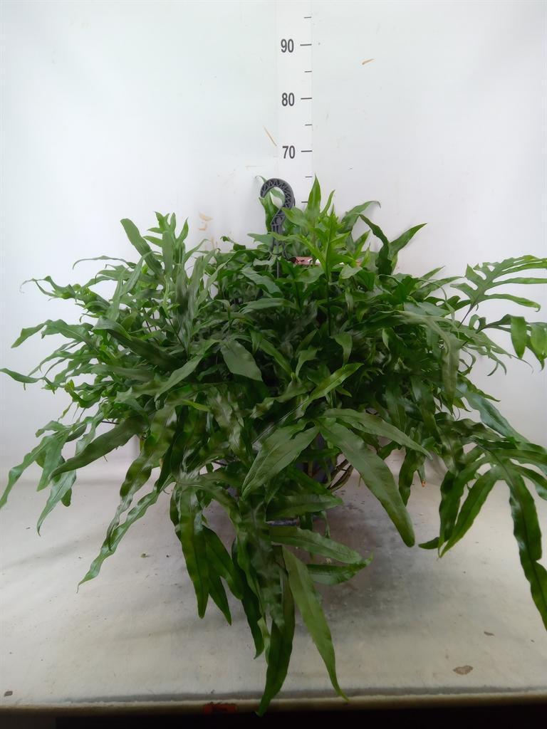 Горшечные цветы и растения оптом Microsorum Diversifolium от 1шт из Голландии с доставкой по России