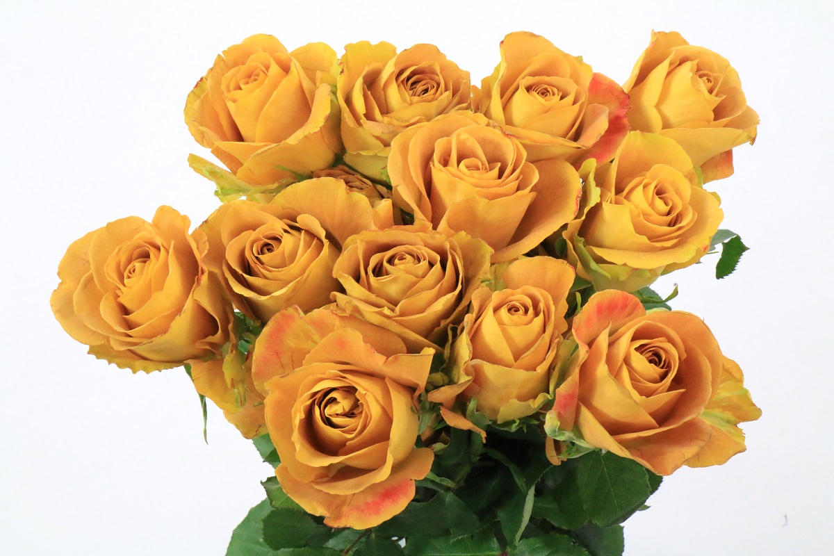 Срезанные цветы оптом Rosa ec heart of gold от 125шт из Голландии с доставкой по России