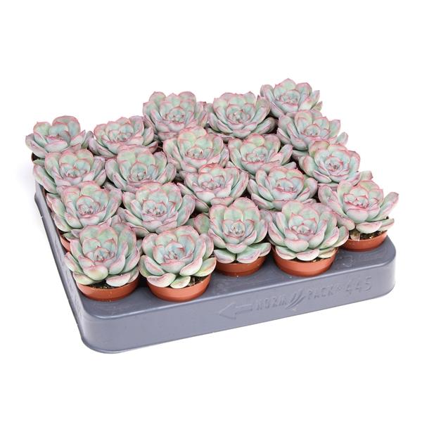 Горшечные цветы и растения оптом Echeveria Mystery от 20шт (для телеги) из Голландии с доставкой по России Горшечные цветы и растения оптом Echeveria Mystery от 20шт (для телеги) из Голландии с доставкой по России
