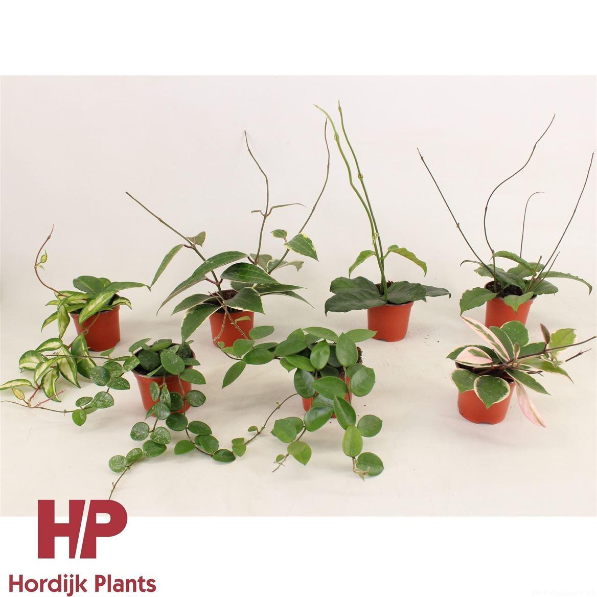 Горшечные цветы и растения оптом Hoya Mix P9 от 12шт (для телеги) из Голландии с доставкой по России