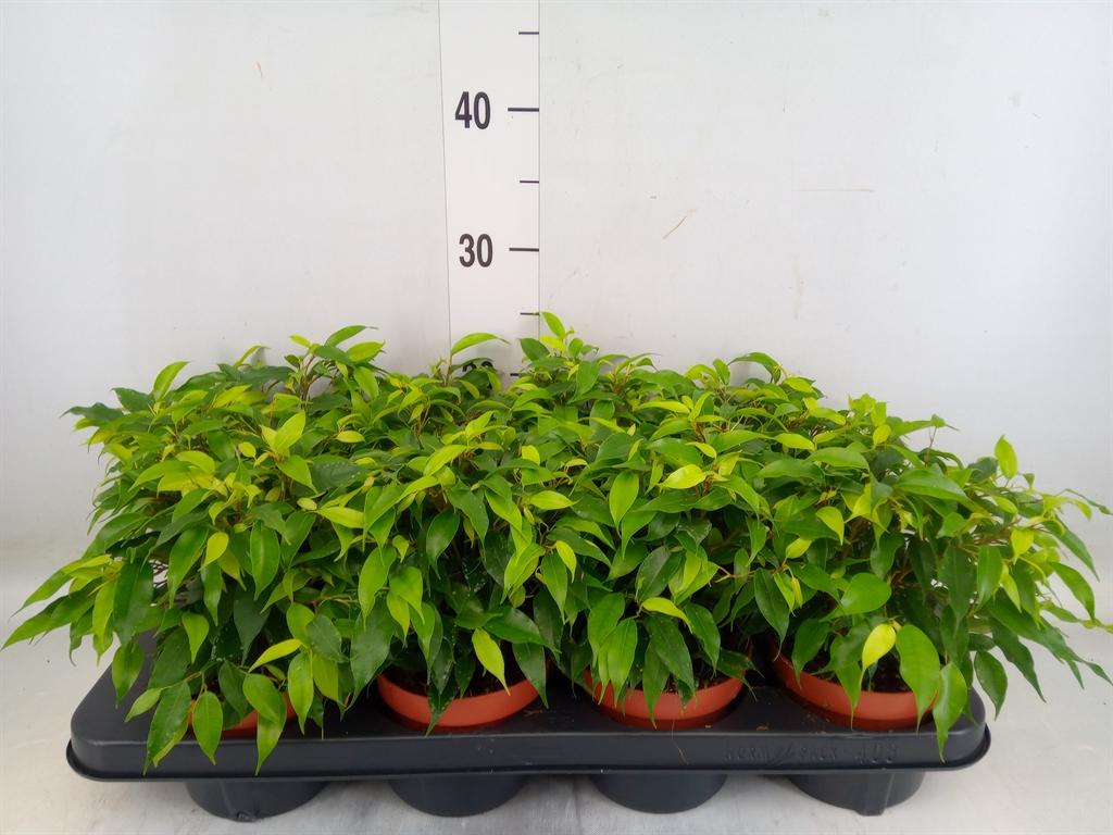 Горшечные цветы и растения оптом Ficus Be Green Kinky от 8шт из Голландии с доставкой по России