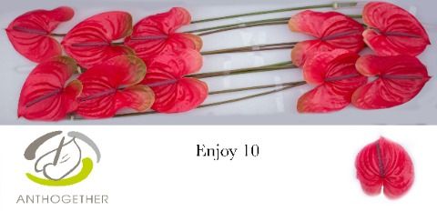 Срезанные цветы оптом Anthurium enjoy от 10шт из Голландии с доставкой по России