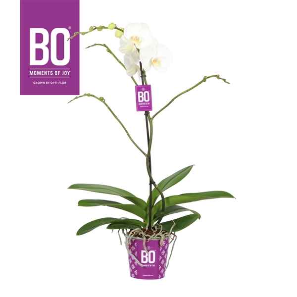 Горшечные цветы и растения оптом Phal 1st Bo King White 9+ (opti) от 6шт из Голландии с доставкой по России