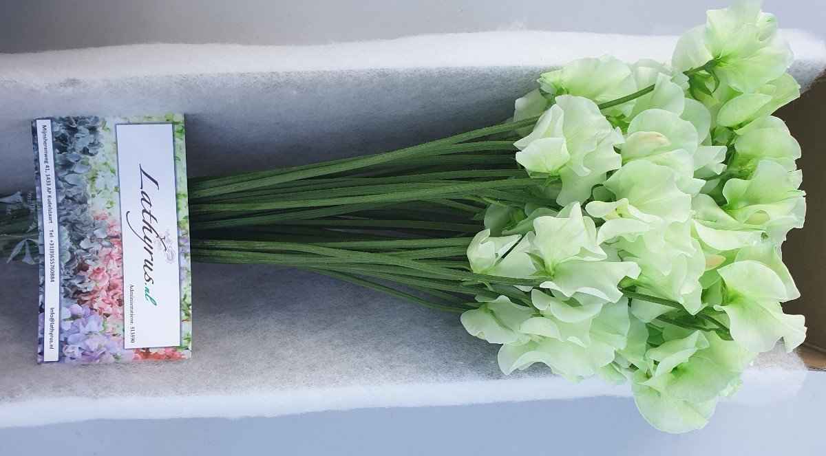 Срезанные цветы оптом Lathyrus paint green от 30шт. из Голландии с доставкой по России