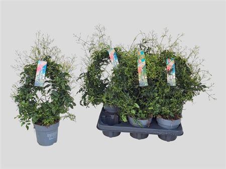 Горшечные цветы и растения оптом Jasm Polyanthum Wit 300+ от 6шт из Голландии с доставкой по России