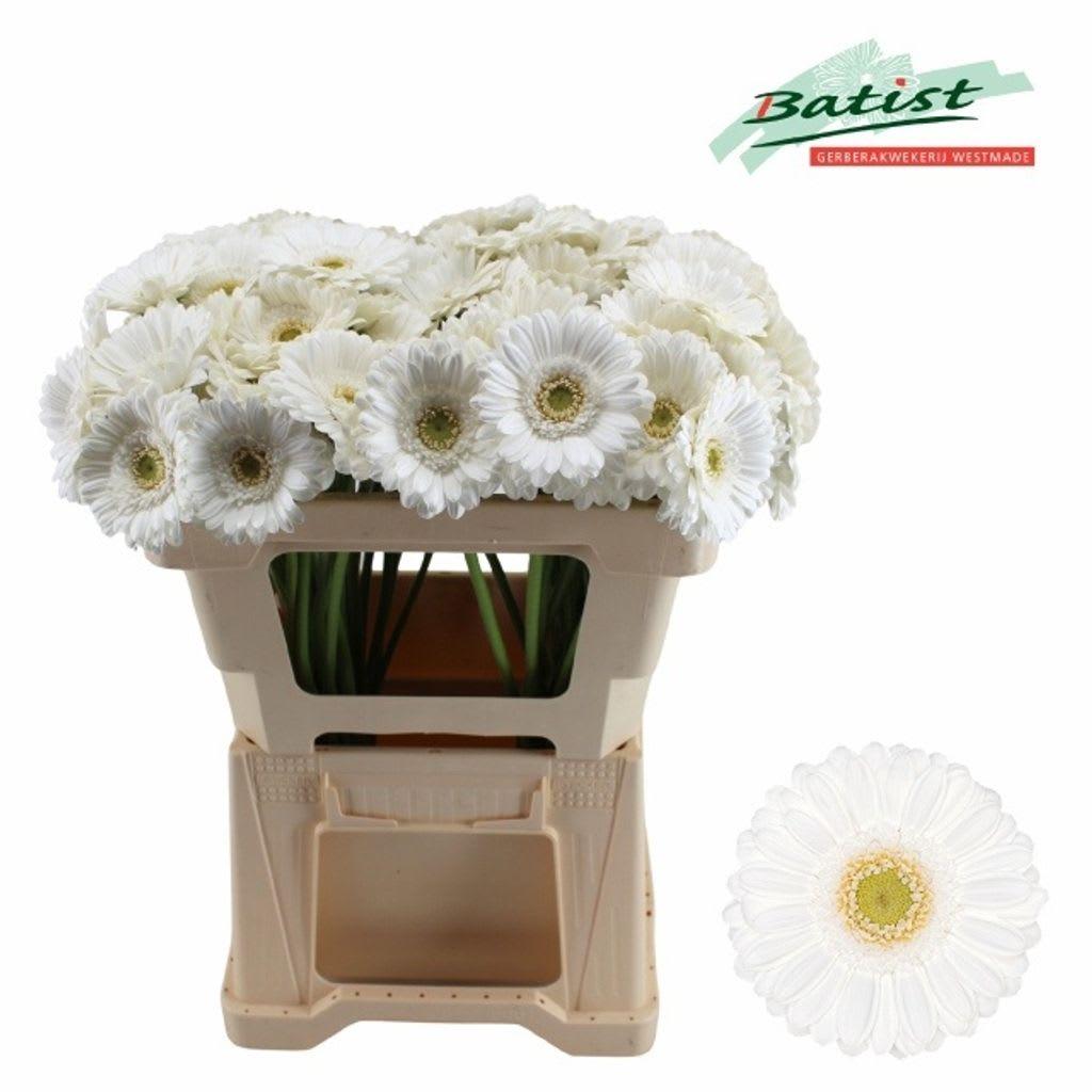 Срезанные цветы оптом Germini lobby от 80шт. из Голландии с доставкой по России