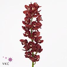 Срезанные цветы оптом Minicymbidium redbaker benjamin от 6шт. из Голландии с доставкой по России