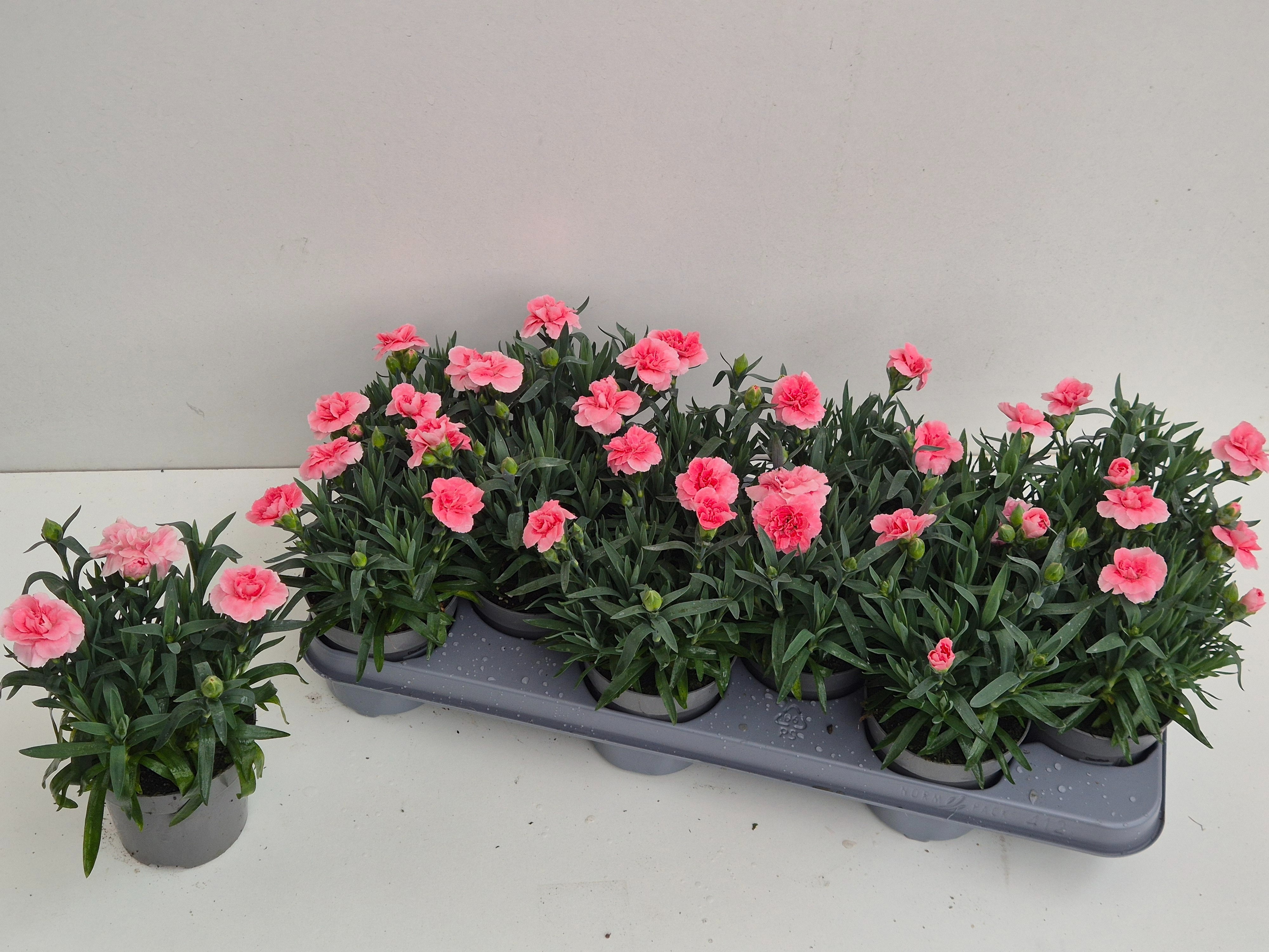 Горшечные цветы и растения оптом Dian Osc Pink от 12шт из Голландии с доставкой по России