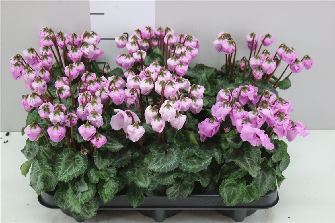 Горшечные цветы и растения оптом Cyclamen Windbell Purple от 6шт (для телеги) из Голландии с доставкой по России