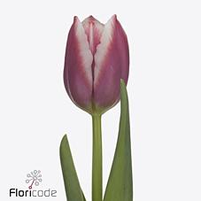 Срезанные цветы оптом Tulipa si la mancha от 150шт из Голландии с доставкой по России