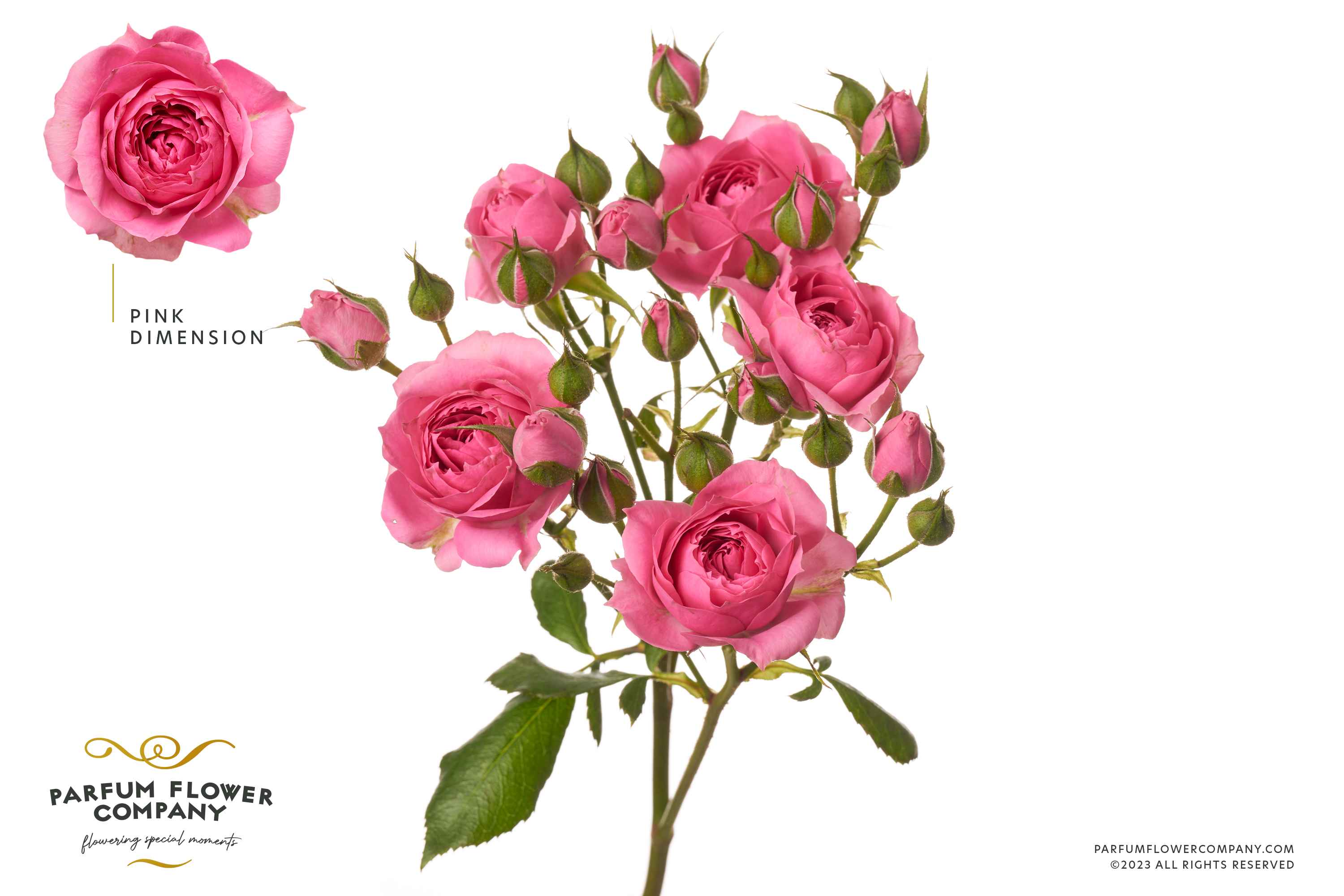 Срезанные цветы оптом Rosa sp pink dimension от 20шт из Голландии с доставкой по России