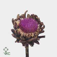 Срезанные цветы оптом Cynara scolymus purple от 12шт из Голландии с доставкой по России