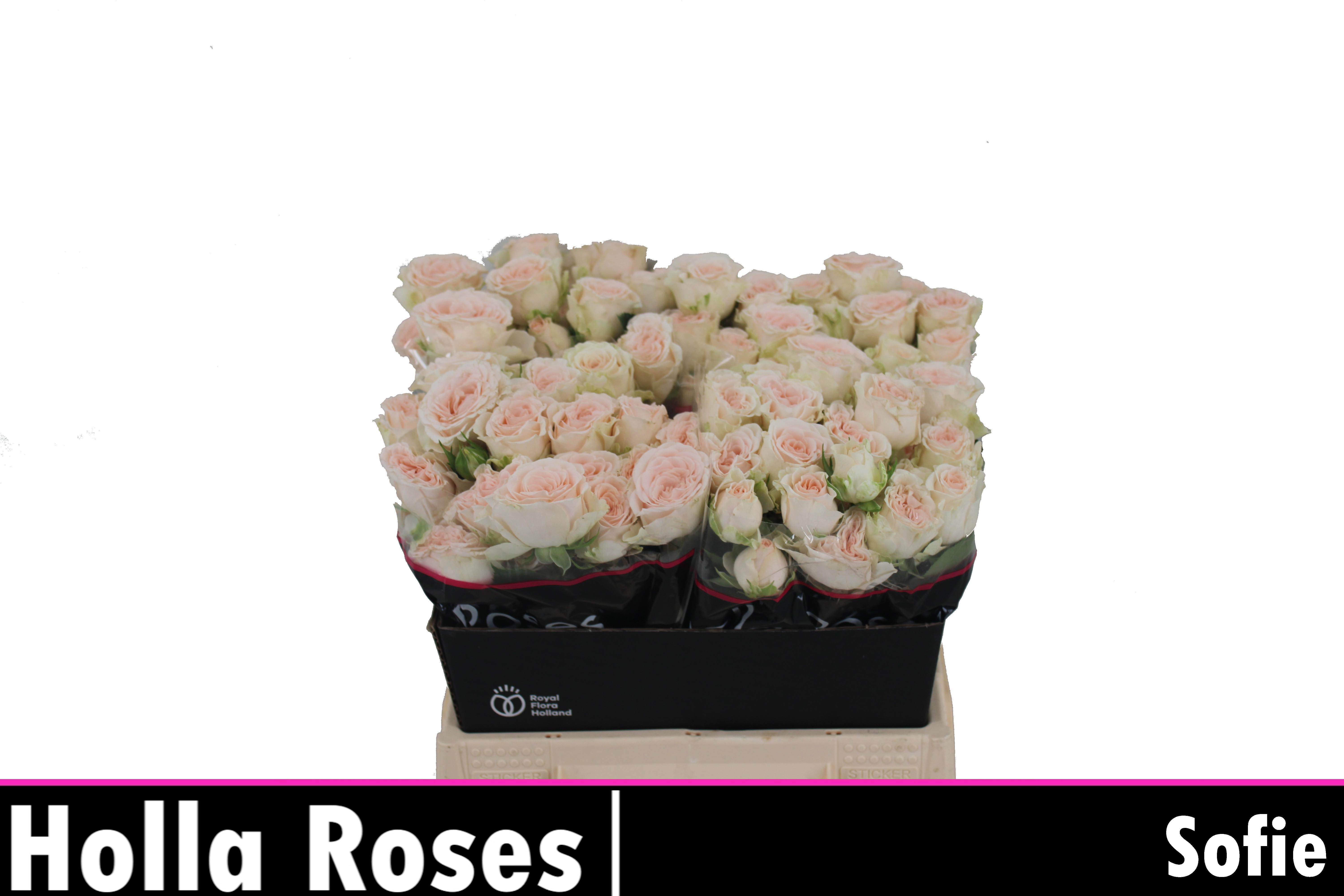 Срезанные цветы оптом Rosa spray sofie от 20шт из Голландии с доставкой по России