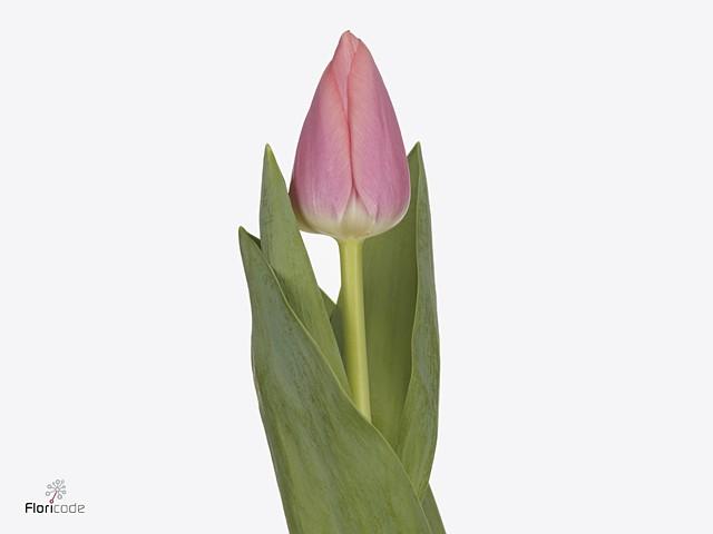 Срезанные цветы оптом Tulipa si maskovri от 50шт из Голландии с доставкой по России