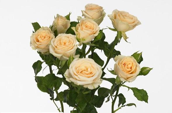 Срезанные цветы оптом Rosa spray (our choice) cream от 60шт из Голландии с доставкой по России