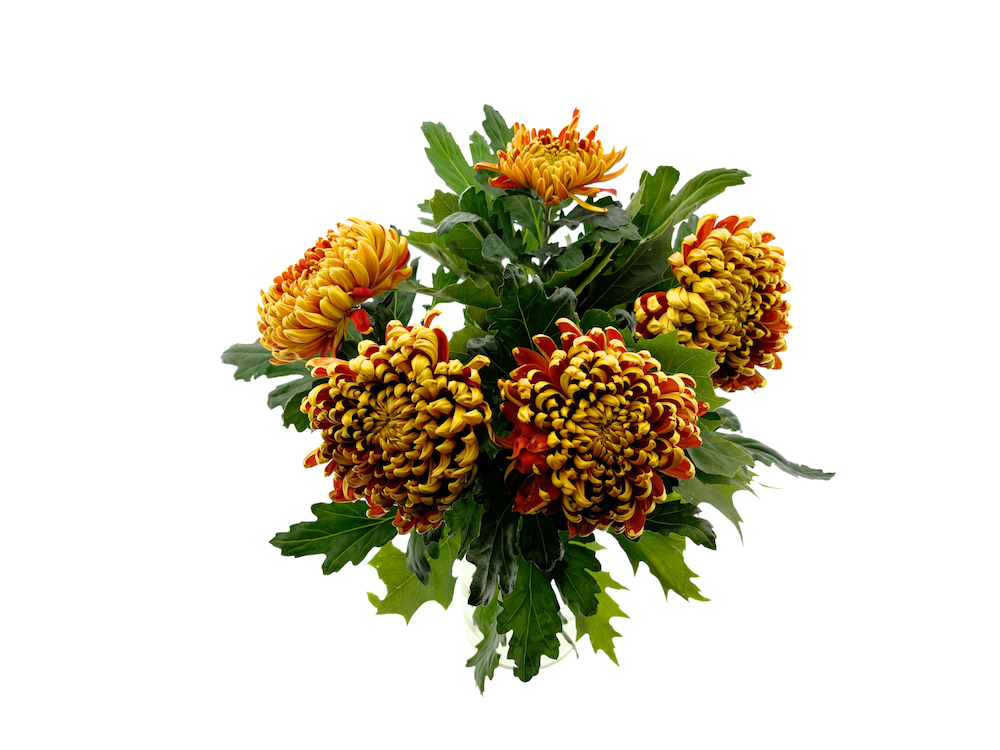 Срезанные цветы оптом Bouquet chrysanthemum autumn от 3шт из Голландии с доставкой по России