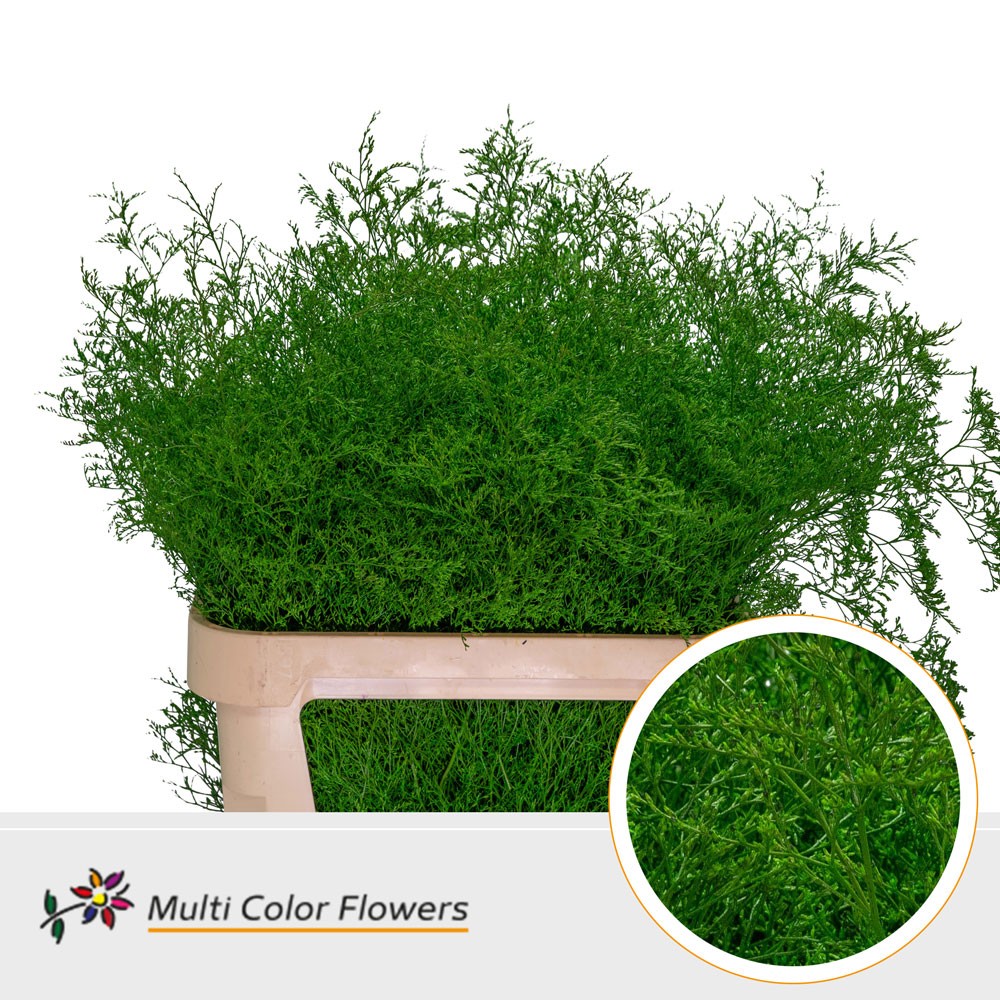 Срезанные цветы оптом Limonium beltlaard paint green от 25шт из Голландии с доставкой по России