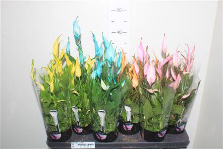 Горшечные цветы и растения оптом Spath Chopin Paint 8+ от 12шт из Голландии с доставкой по России