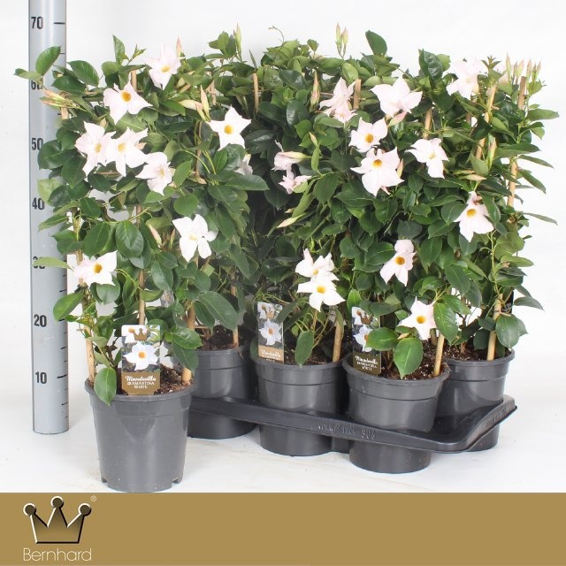 Горшечные цветы и растения оптом Mande Di Jade White от 6шт из Голландии с доставкой по России