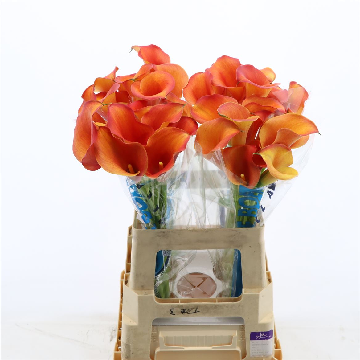 Срезанные цветы оптом Zantedeschia captain odeon от 40шт из Голландии с доставкой по России