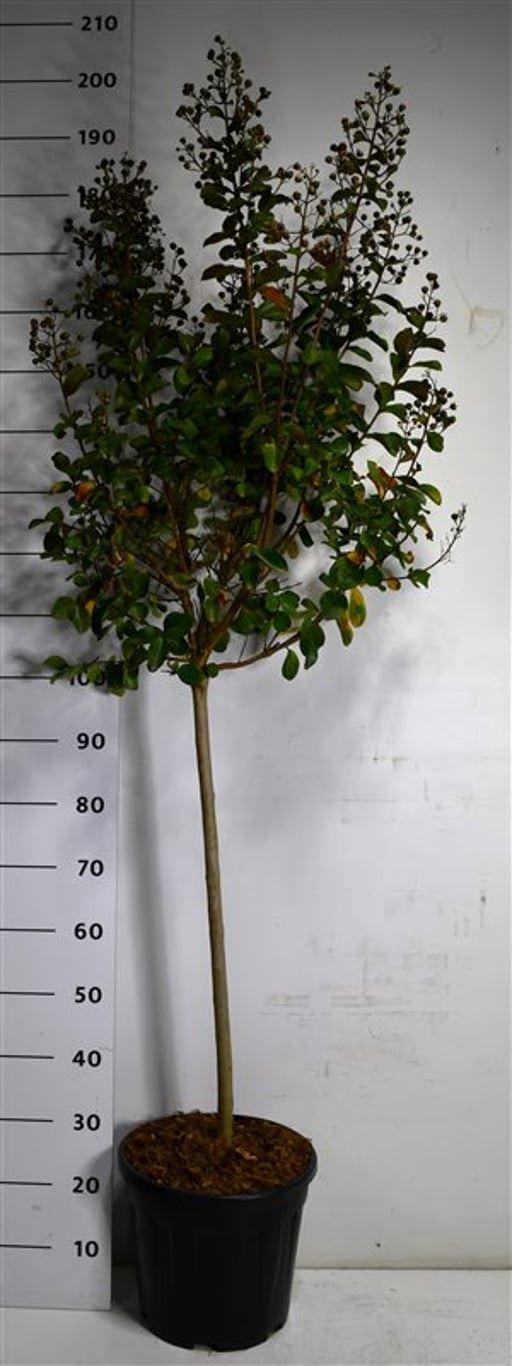 Горшечные цветы и растения оптом Lagerstroemia I. Pink Velour On Stem от 1шт из Голландии с доставкой по России