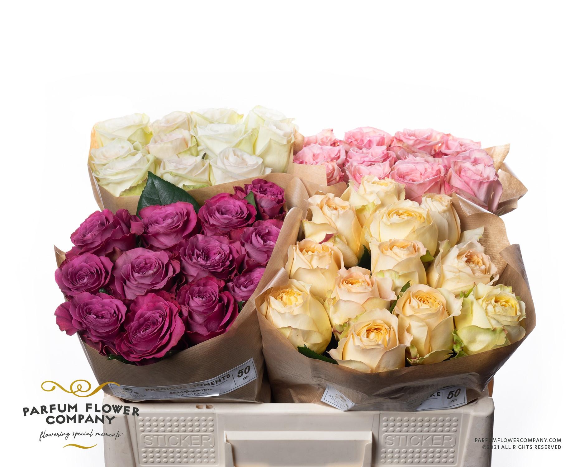Срезанные цветы оптом Rosa garden mix alexandra от 48шт из Голландии с доставкой по России