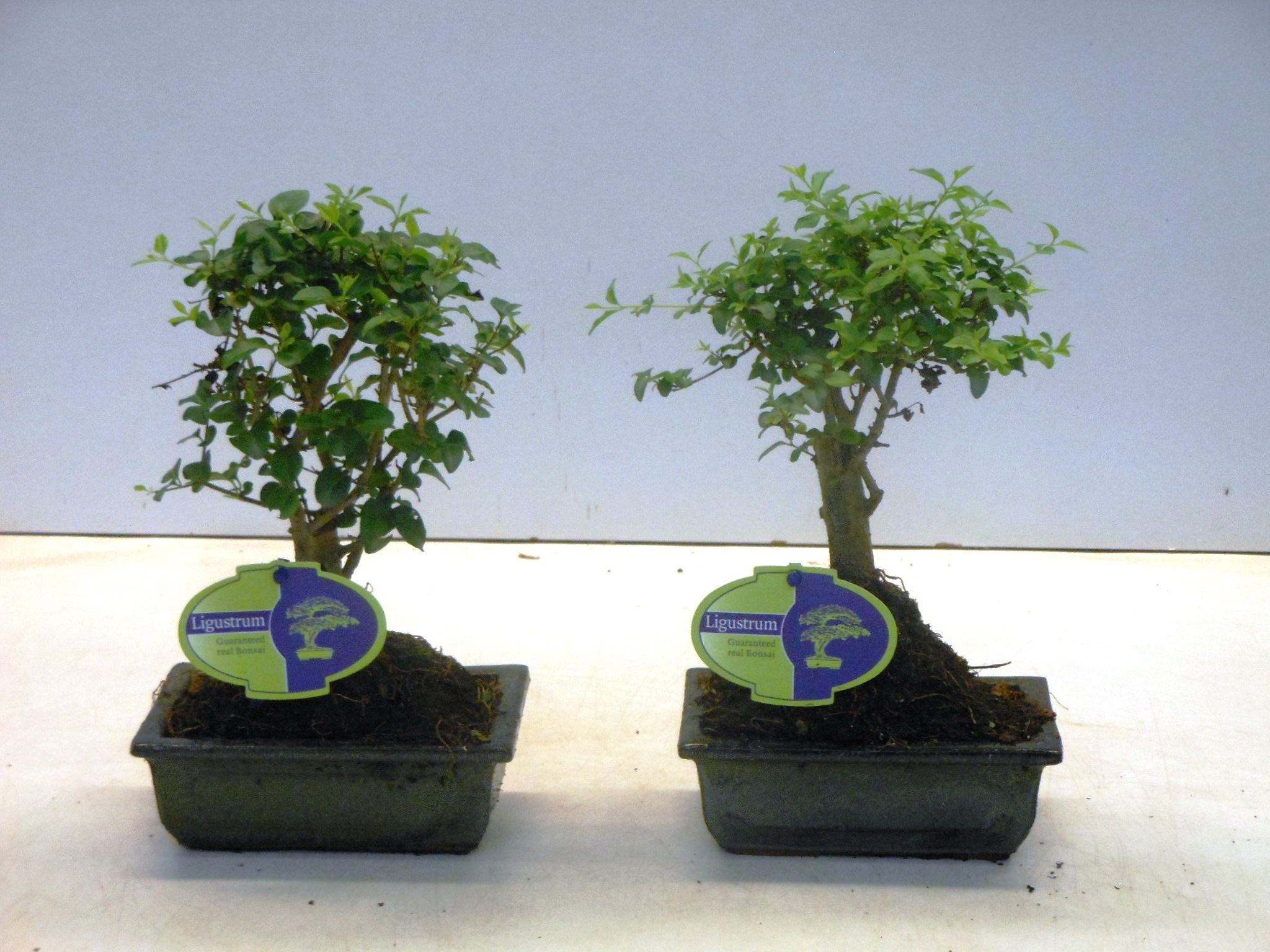 Горшечные цветы и растения оптом Bonsai Ligustrum Sinensis, Without от 10шт из Голландии с доставкой по России