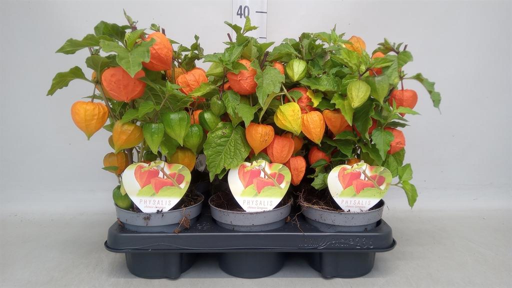 Горшечные цветы и растения оптом Physalis Alkekengi от 6шт из Голландии с доставкой по России