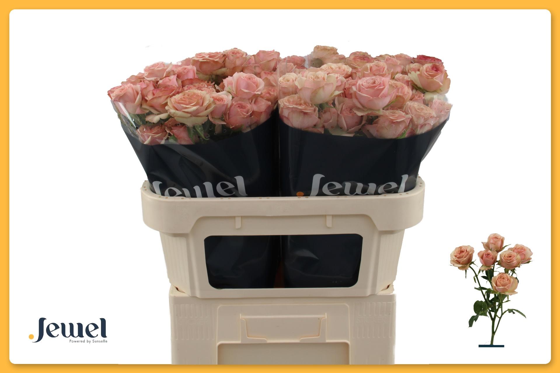 Срезанные цветы оптом Rosa spray destini от 40шт из Голландии с доставкой по России