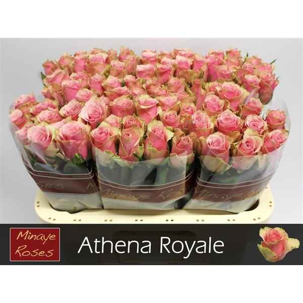 Срезанные цветы оптом Rosa la athena royale от 80шт из Голландии с доставкой по России