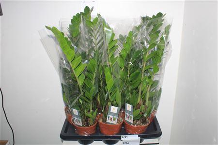 Горшечные цветы и растения оптом Zamio Zamiifolia 4+ * Spring Deal * от 7шт из Голландии с доставкой по России
