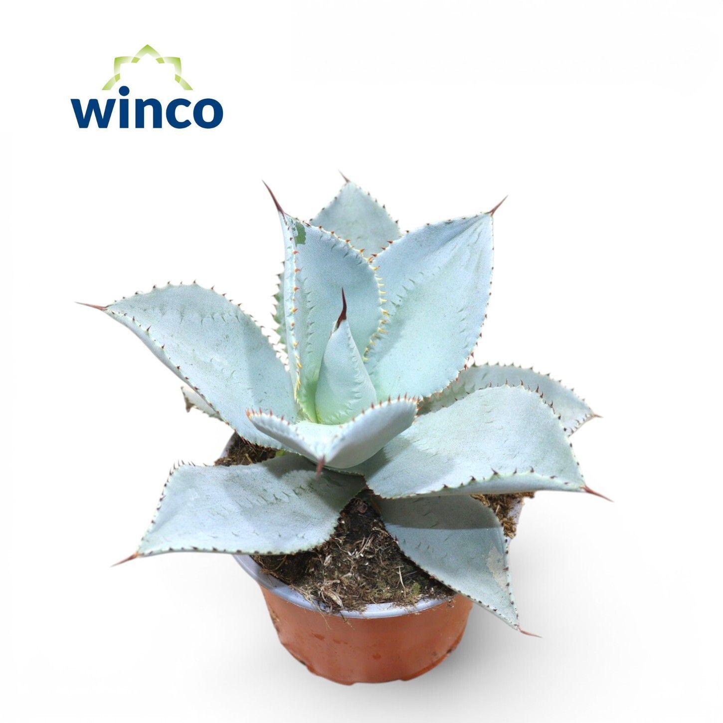 Горшечные цветы и растения оптом Agave Dragionis от 6шт из Голландии с доставкой по России