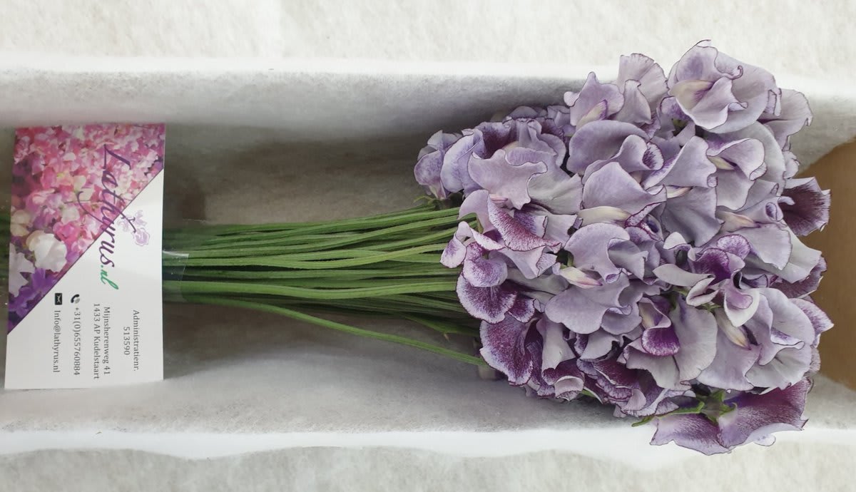 Срезанные цветы оптом Lathyrus wedding blue от 30шт из Голландии с доставкой по России