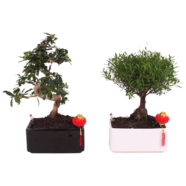 Горшечные цветы и растения оптом Bonsai Mix S-shape In Easy Care Ceramic Black/wh от 4шт из Голландии с доставкой по России