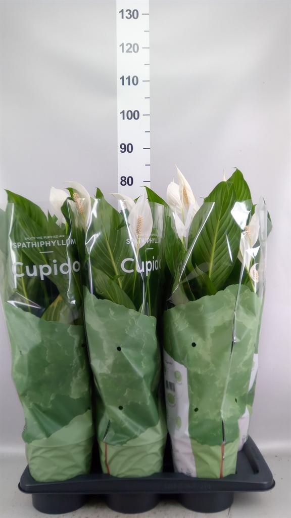 Горшечные цветы и растения оптом Spathiphyllum bingo Cupido от 6шт из Голландии с доставкой по России