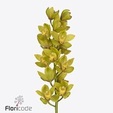 Срезанные цветы оптом Minicymbidium green flame от 12шт. из Голландии с доставкой по России