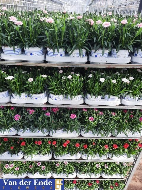 Горшечные цветы и растения оптом Dian Mixkar 6 Kleur от 10шт из Голландии с доставкой по России