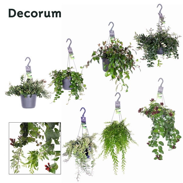 Горшечные цветы и растения оптом Aeschynanthus Green Mix (decorum) от 6шт из Голландии с доставкой по России