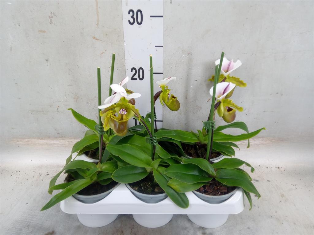 Горшечные цветы и растения оптом Orchideeen   ...mix от 6шт (для телеги) из Голландии с доставкой по России