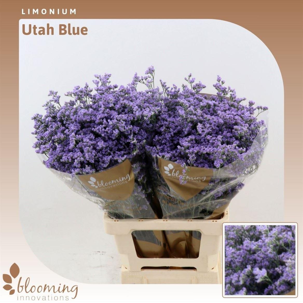 Срезанные цветы оптом Limonium utah blue от 50шт. из Голландии с доставкой по России