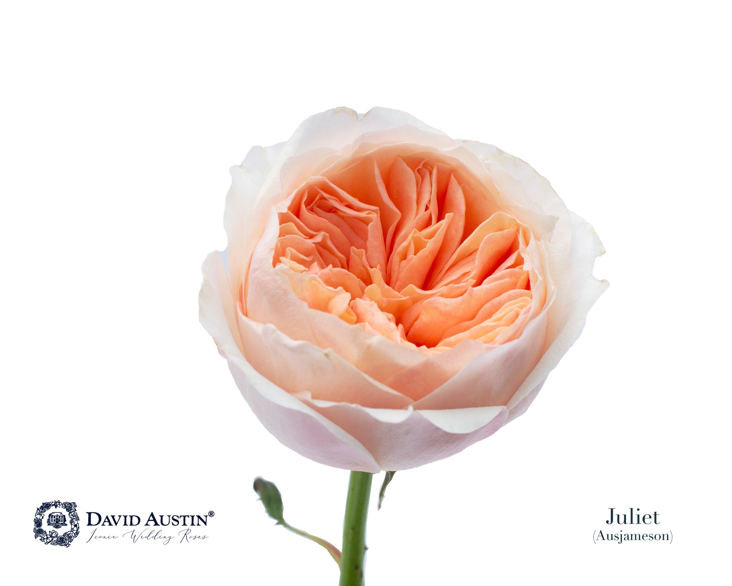 Срезанные цветы оптом Rosa garden austin juliet от 120шт из Голландии с доставкой по России