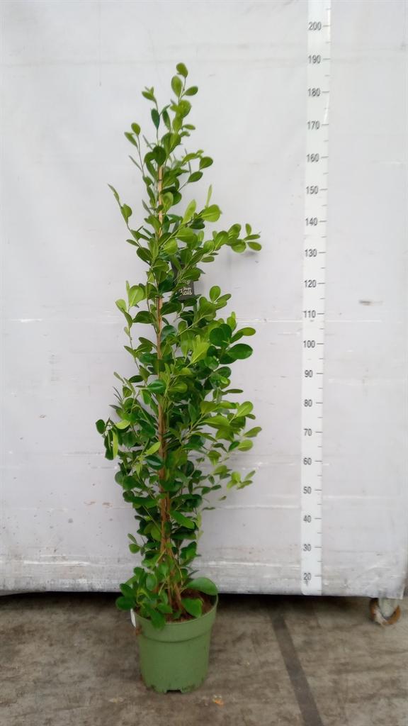 Горшечные цветы и растения оптом Ficus Microcarpa moclame от 1шт из Голландии с доставкой по России