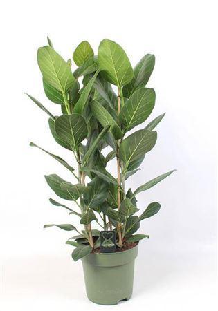 Горшечные цветы и растения оптом Ficus Audrey Toef 3 Stekken P27 от 1шт из Голландии с доставкой по России