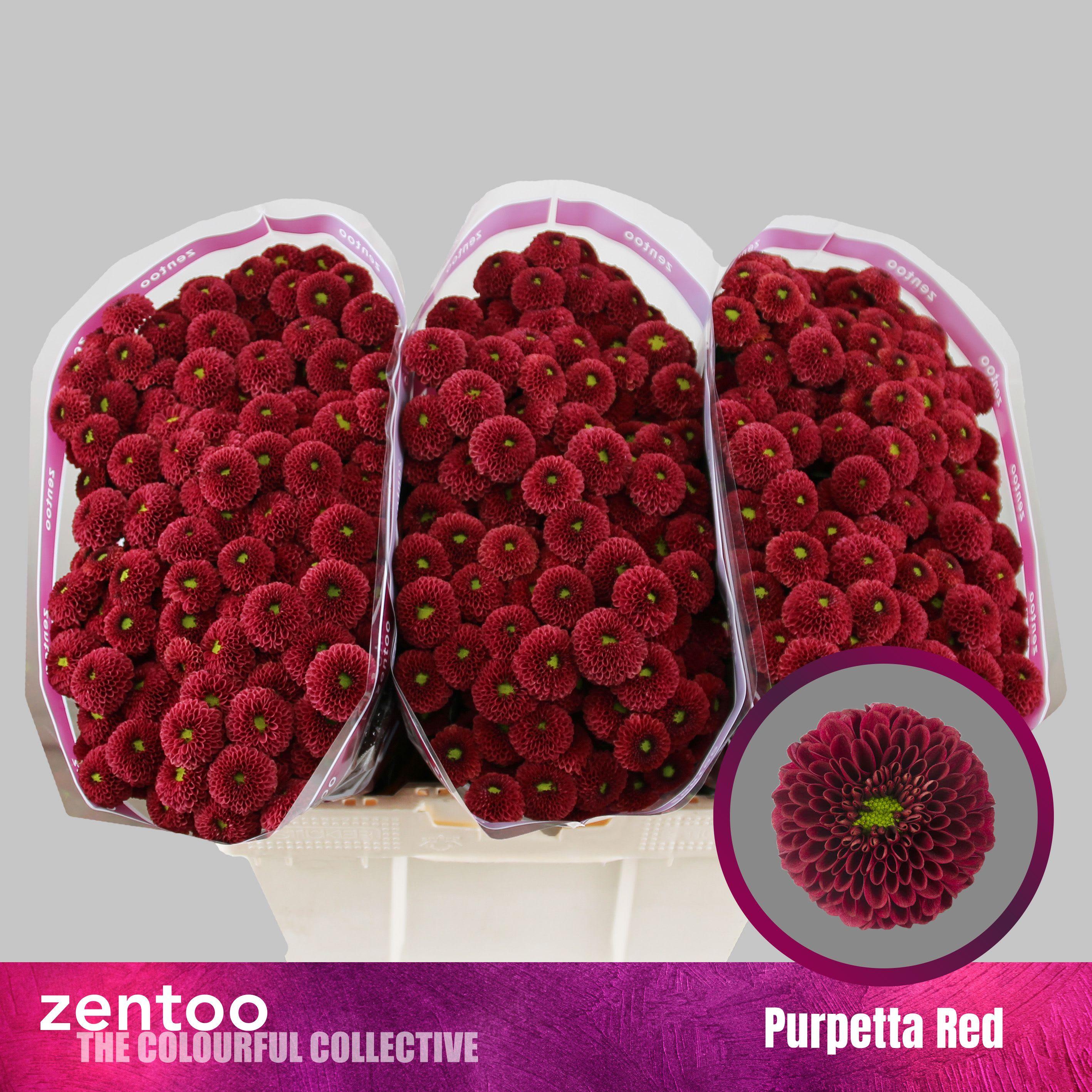 Срезанные цветы оптом Chrys sa purpetta red от 75шт из Голландии с доставкой по России